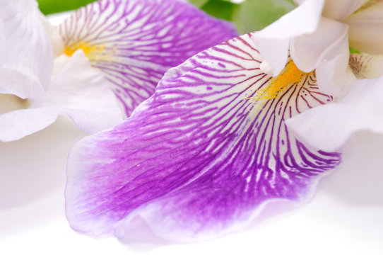 Beautiful Iris Flower Close-up