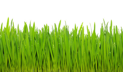 Fototapeta premium green grass