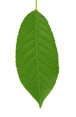 leaf