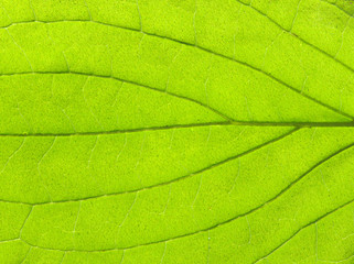 leaf texture