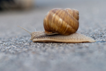 Crawling Snail closeup