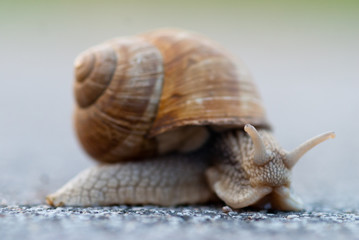 Snail closeup