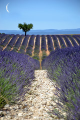 Sentier au milieu d'un champs de lavande