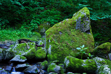 Bach mit Wasser und Steinen im Gebirge