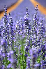 Quelques fleurs de lavande