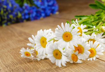 Obraz premium Fresh chamomile flowers