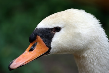 Swan.