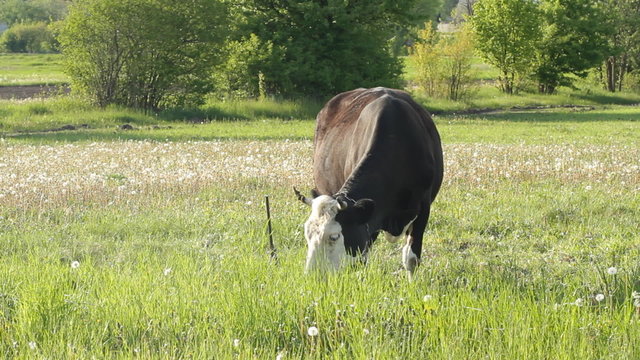 Pasture cow