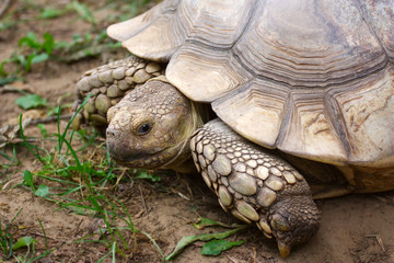 African spurred tortoise.