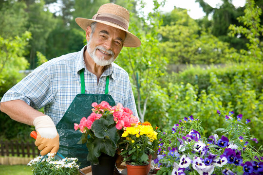 Senior man with the flowers in his garden