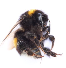 Dicke sitzende Hummel