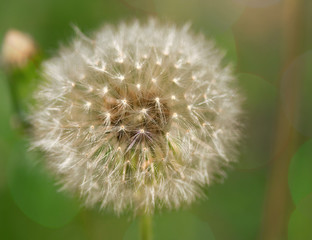 White Dandelion on green background with bokeh