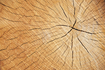 wooden cut texture