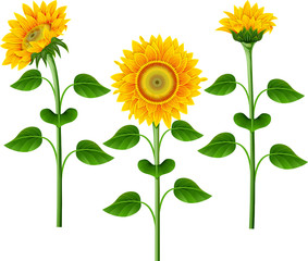 Collection of yellow sunflowers on the  white background.