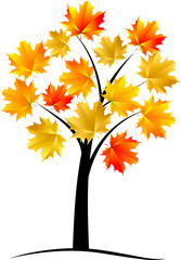 Maple tree, autumn leaf,vector