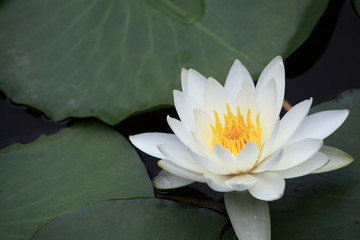 睡蓮 (小石川後楽園)