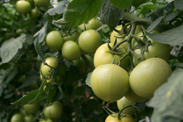 tomatoes ripening on the bush