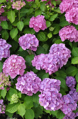 Hortensia