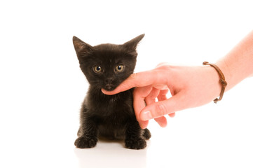 Adorable young cat in woman's hand