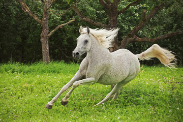 Obraz na płótnie Canvas Arabian Stallion