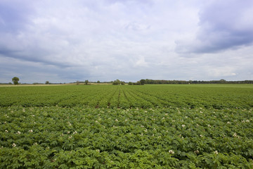 Fototapeta na wymiar potato field 2
