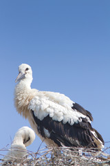 white stork chick on the nest