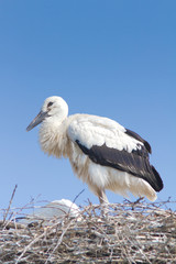 white stork chick on the nest