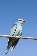 Eurasian Roller / Coracias garrulus