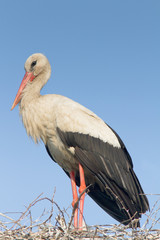 White stork standing on the nest / Ciconia ciconia