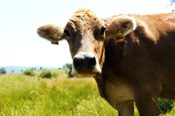 Cow