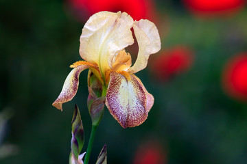Bearded iris in garden portrait