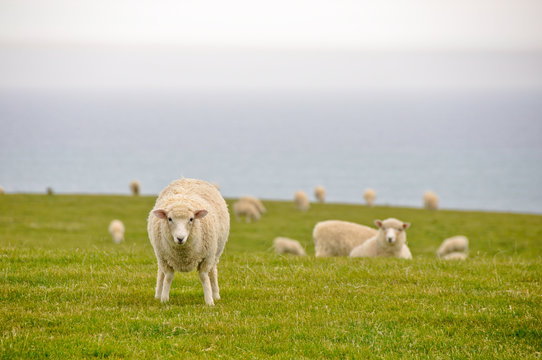Sheeps near the sea in New Zealand