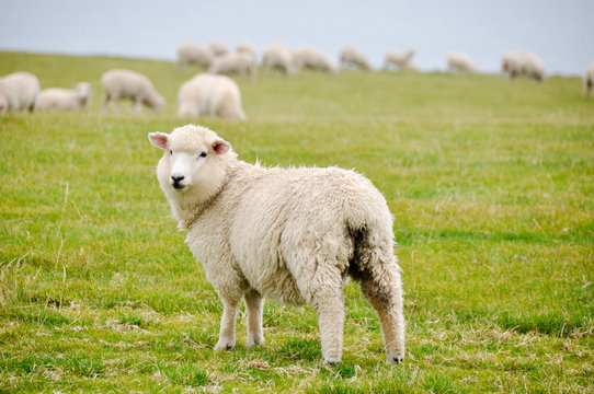 Sheeps in New Zealand