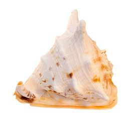 sea shell