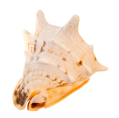 sea shell