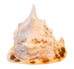 sea shell