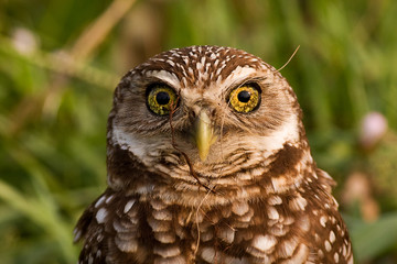 Burrowing Owl