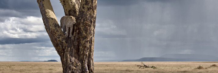 Leopard in tree in Serengeti National Park of Tanzania, Africa - obrazy, fototapety, plakaty