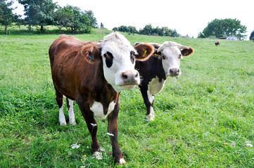 Fototapeta na wymiar Cows in New Zealand