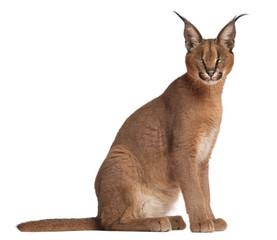 Naklejka premium Caracal, Caracal caracal, 6 months old