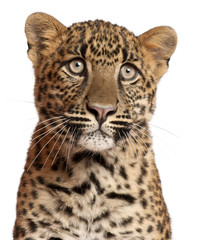 Naklejka premium Close-up of Leopard, Panthera pardus, 6 months old