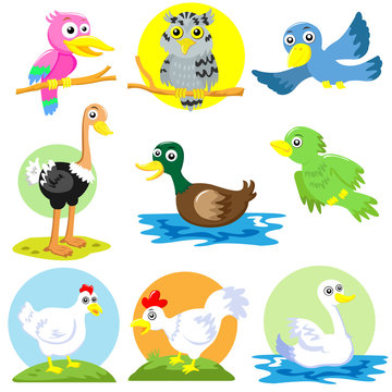bird and  poultry cartoon set