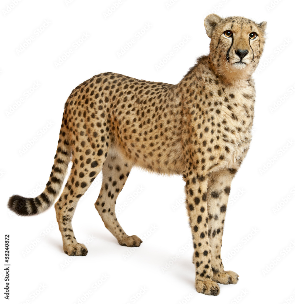 Canvas Prints Cheetah, Acinonyx jubatus, 18 months old, standing