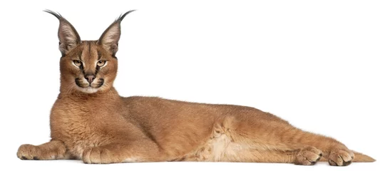 Stickers pour porte Lynx Caracal, Caracal caracal, 6 months old