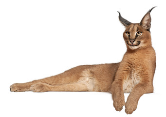 Naklejka premium Caracal, Caracal caracal, 6 months old