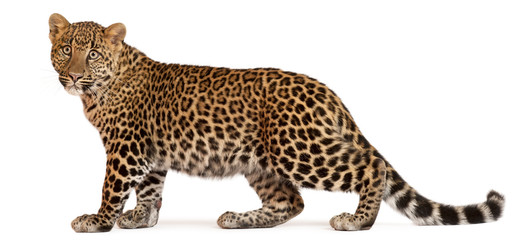 Leopard, Panthera pardus, 6 months old