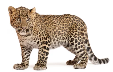 Dekokissen Leopard, Panthera pardus, 6 Monate alt © Eric Isselée