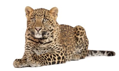 Obraz premium Leopard, Panthera pardus, 6 months old