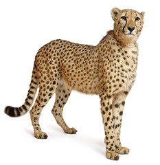 Cheetah, Acinonyx jubatus, 18 months old, standing - obrazy, fototapety, plakaty
