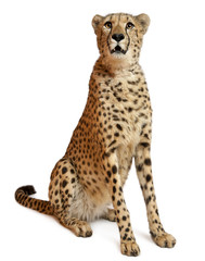 Cheetah, Acinonyx jubatus, 18 months old, sitting